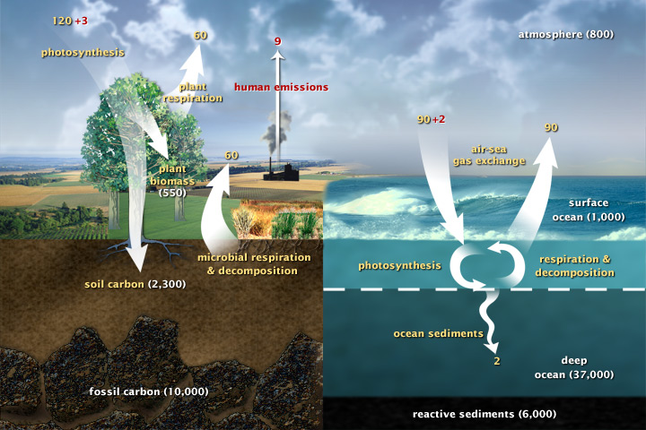 Cutaway view of land and sea with arrows indicating carbon production and fixing.