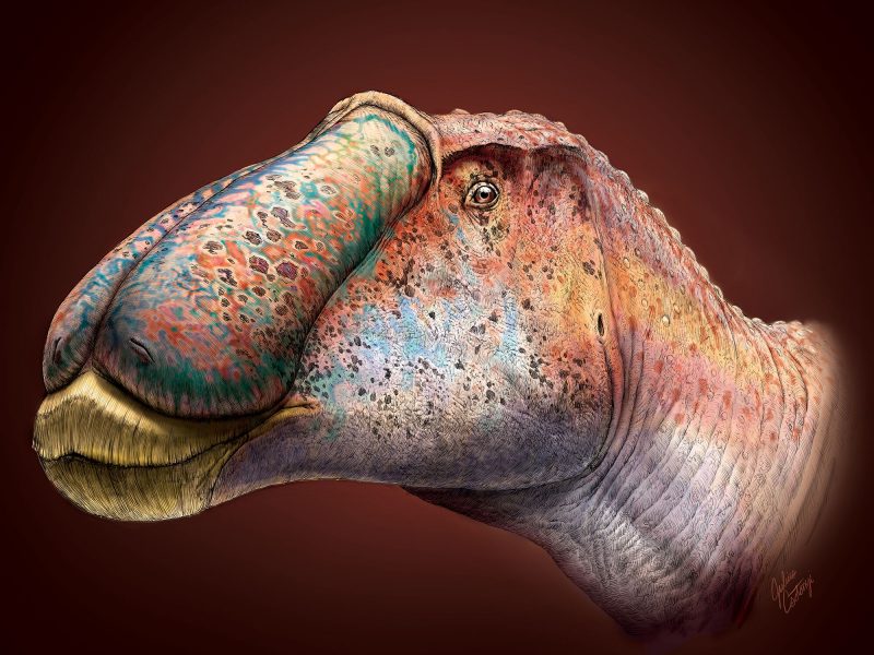 Side view of the colorful head of a dinosaur with large lips, bulbous nose plates and small eye.