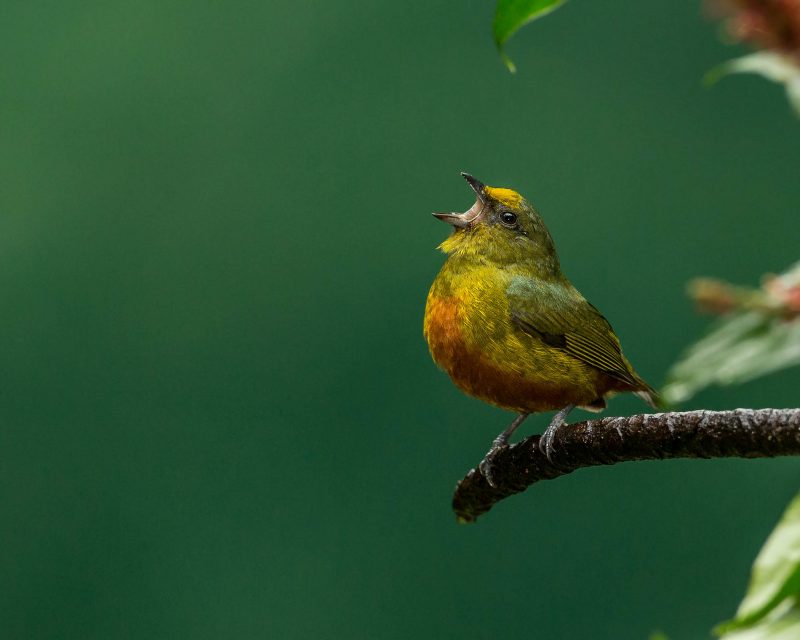 Yellow bird with wide open beak, perched on a branch, against a green background.