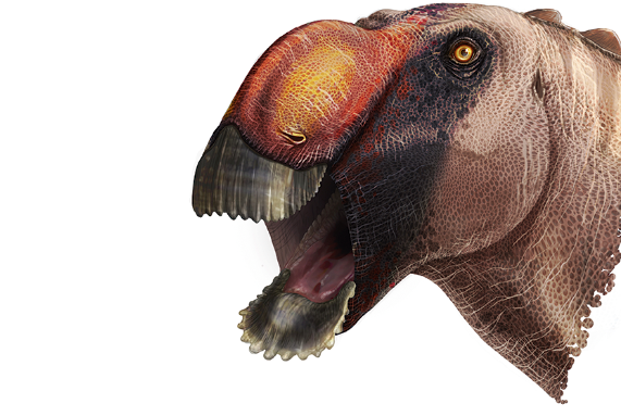 Head of duck-billed dinosaur with bulbous red crest on its nose.