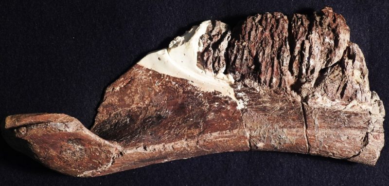 Oblong brown fossil with spoon-like feature at left end.