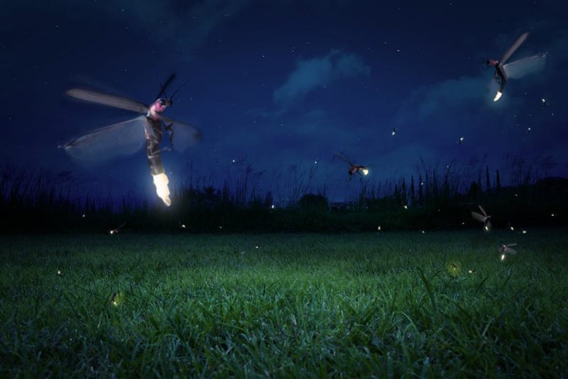 a dark field lit up with fireflies.