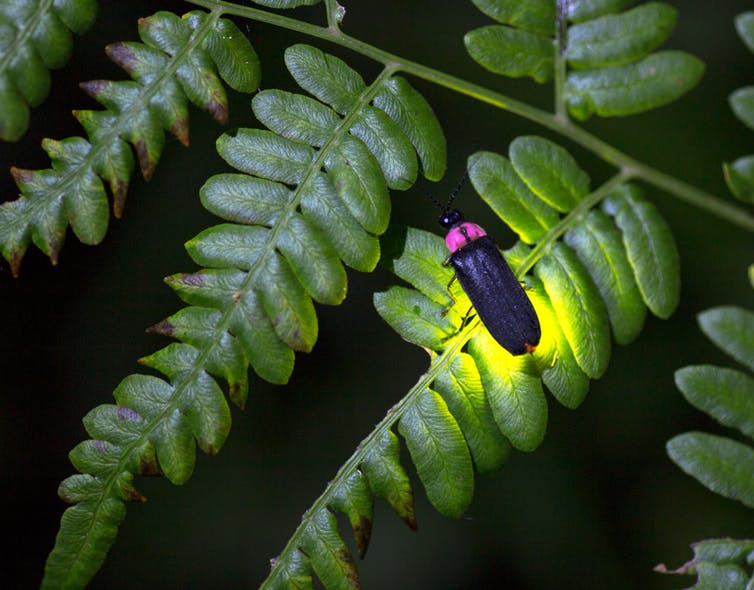 A firefly lighting up on a leaf.