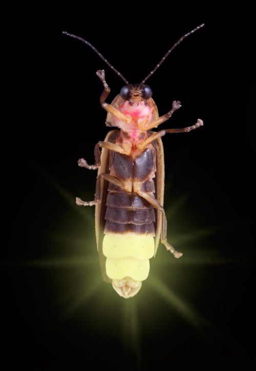A lit up firefly, seen from underneath.