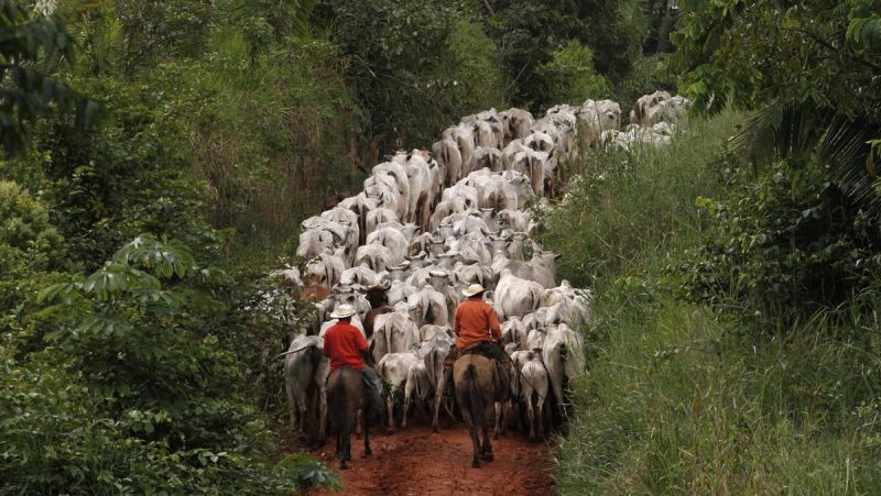 Mounted cowboys herd white cattle crowding a road through the rainforest.