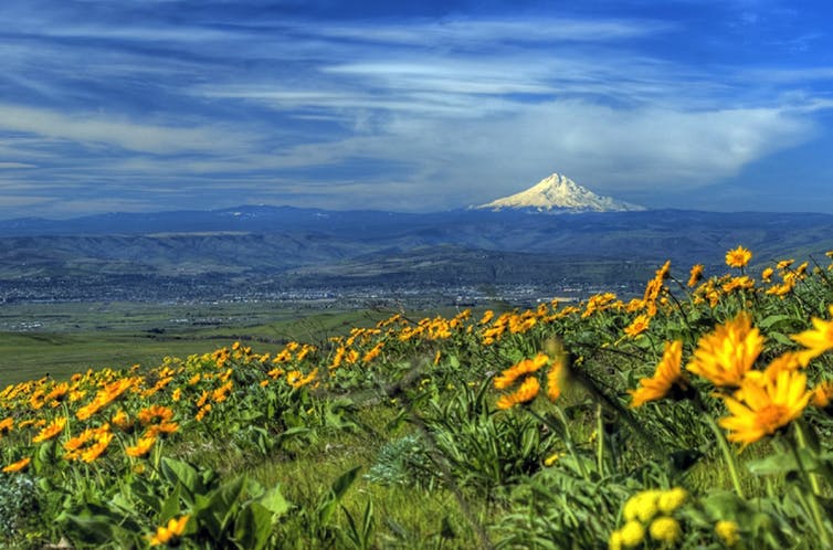 Field with yellow flowers, and in the distance, a conical snow-capped mountain.