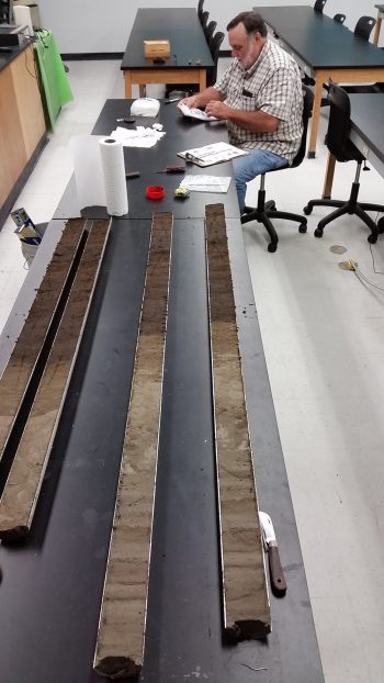 Long table with long transverse-striped samples laid out, scientist seated at far end.