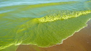 Algal blooms are getting worse in lakes worldwide - EarthSky