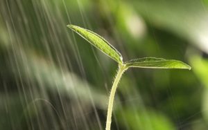 Who knew? Plants ‘panic’ when it rains - EarthSky