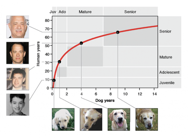 A better way to convert dog years to human years | Human ...