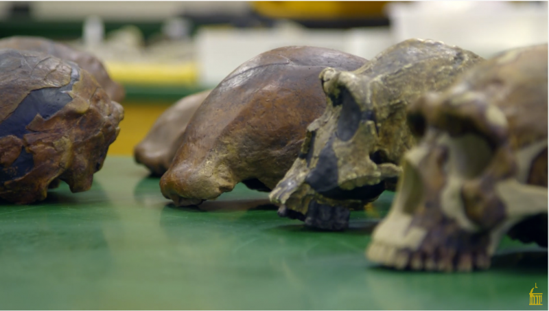 Brown, smooth skull-shaped casts on a laboratory table.