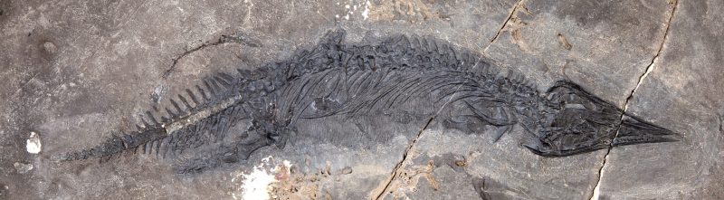 Long, lizard or alligator-shaped fossil skeleton in rock.