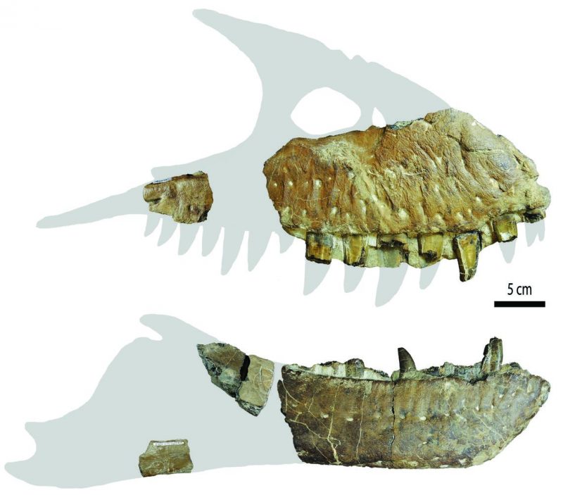 Partial jawbone fossils shown against outline of complete jaw.