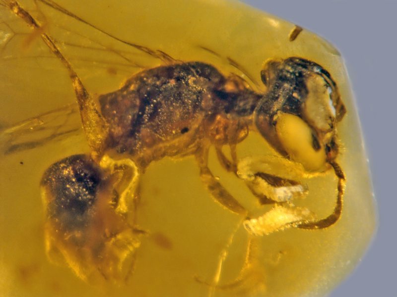 Closeup of fossilized bee in amber, with four larval beetle parasites.